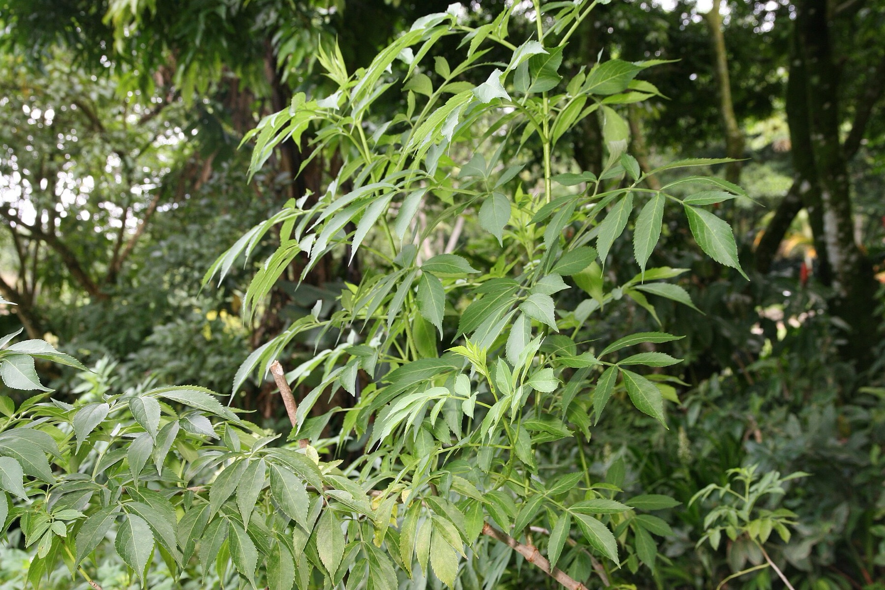 Blue Elderberry — photo 19