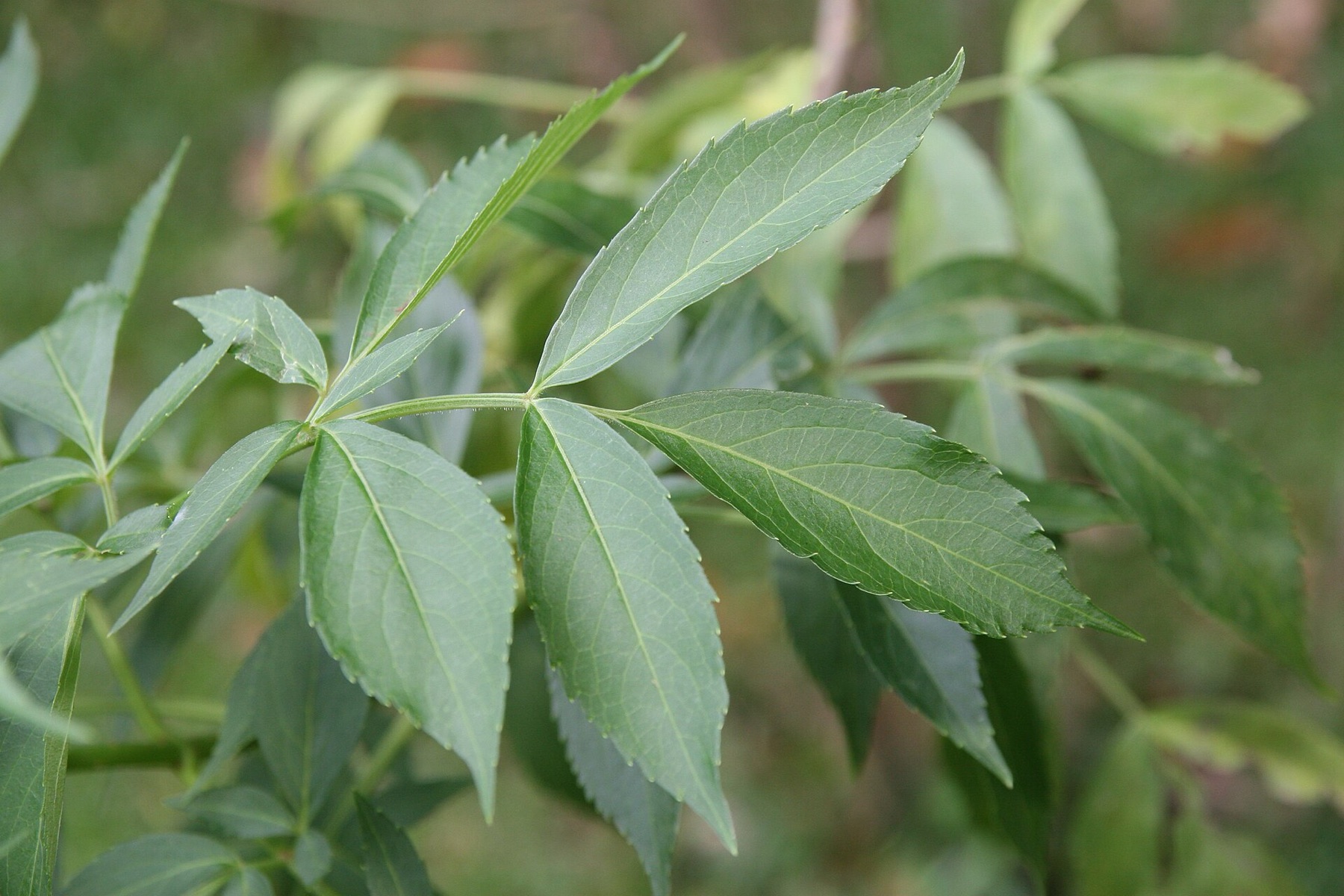 Blue Elderberry — photo 20