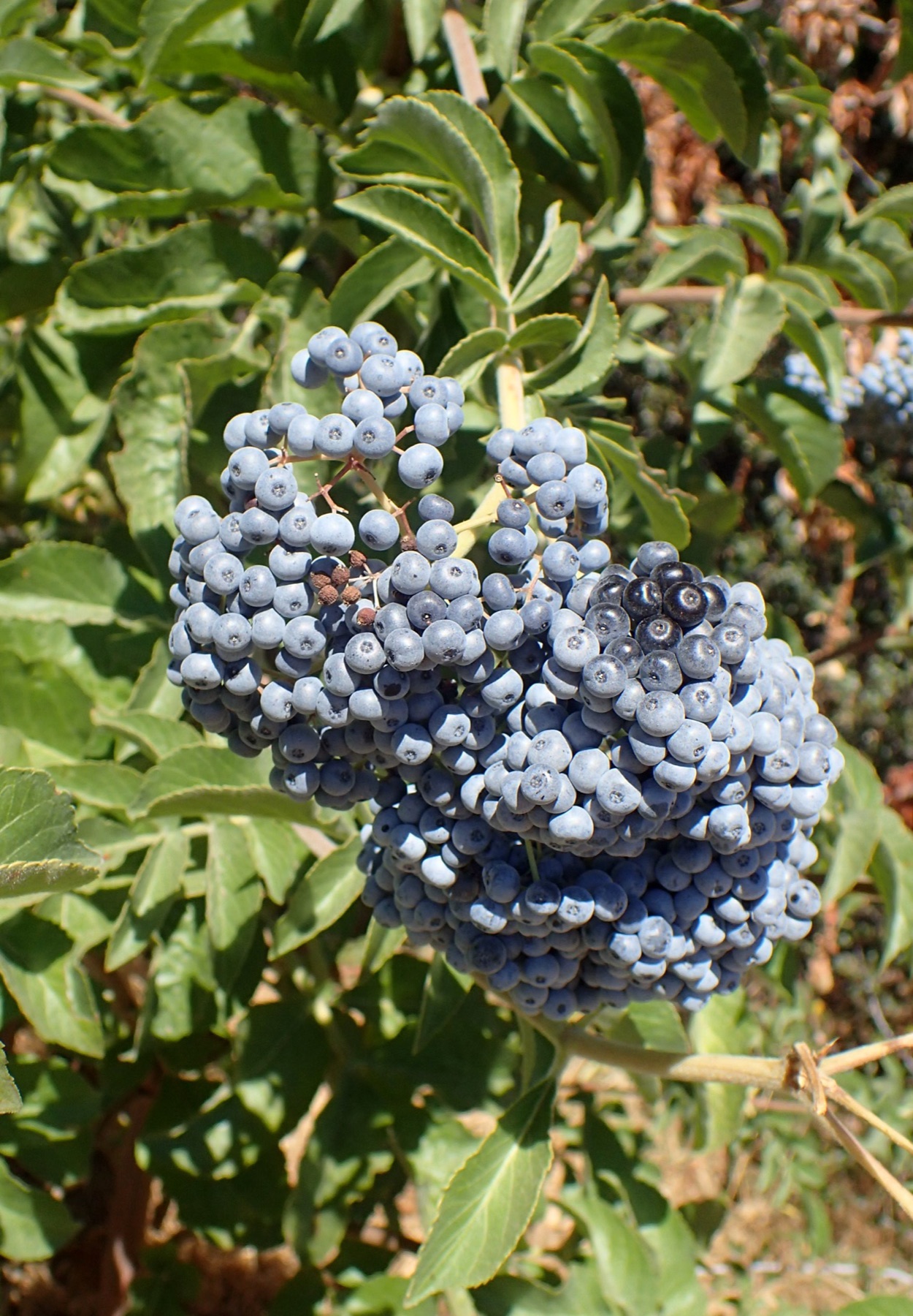 Blue Elderberry — photo 21