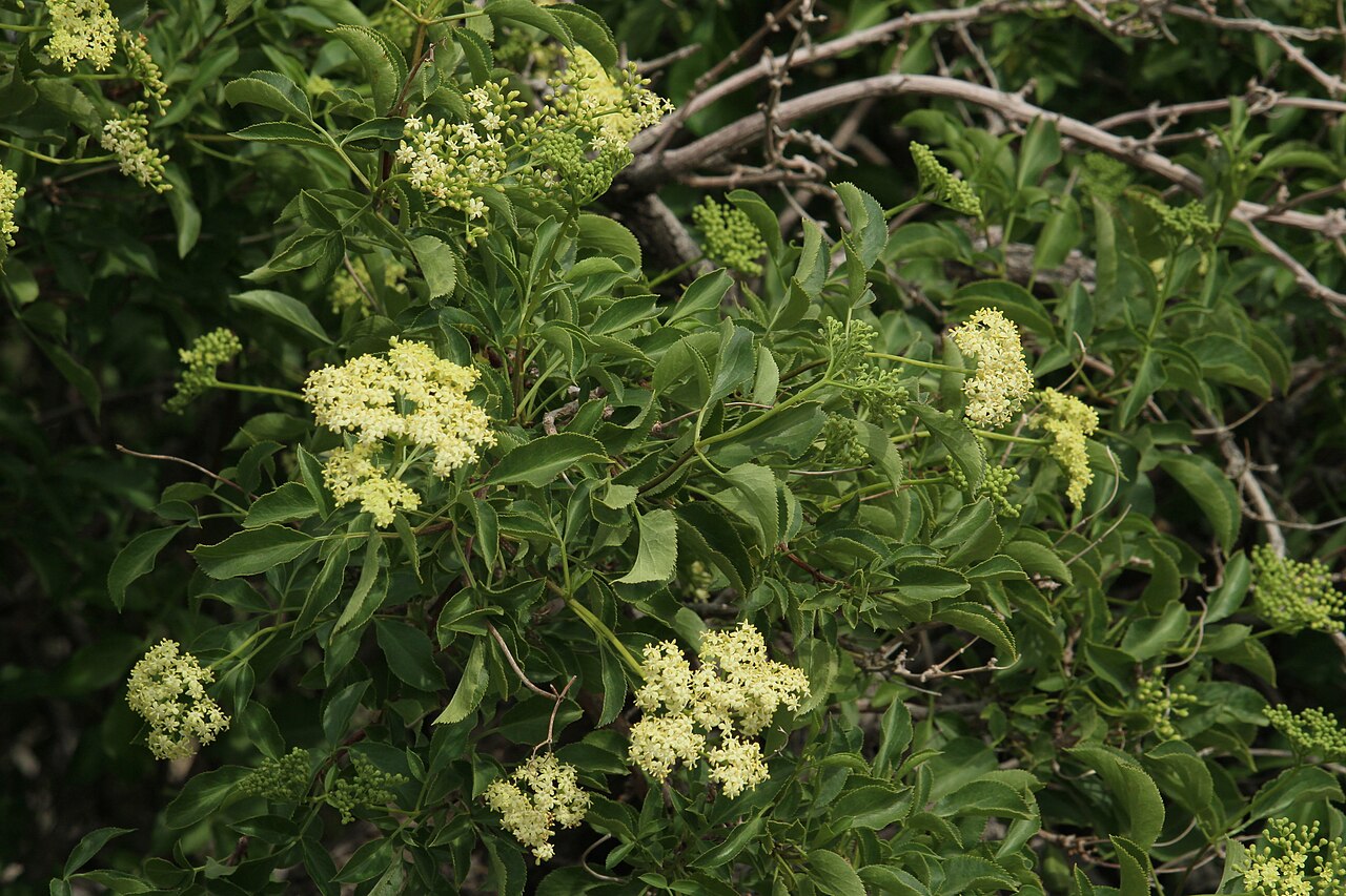 Blue Elderberry — photo 24