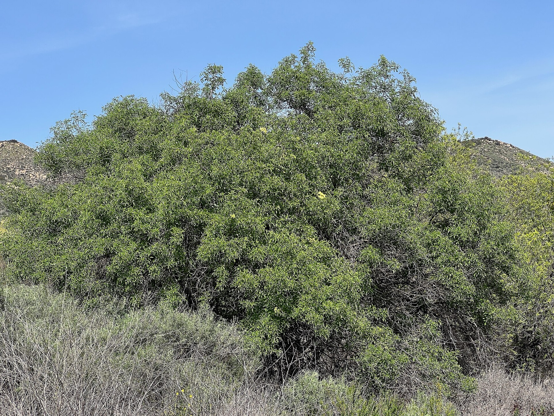 Blue Elderberry — photo 1