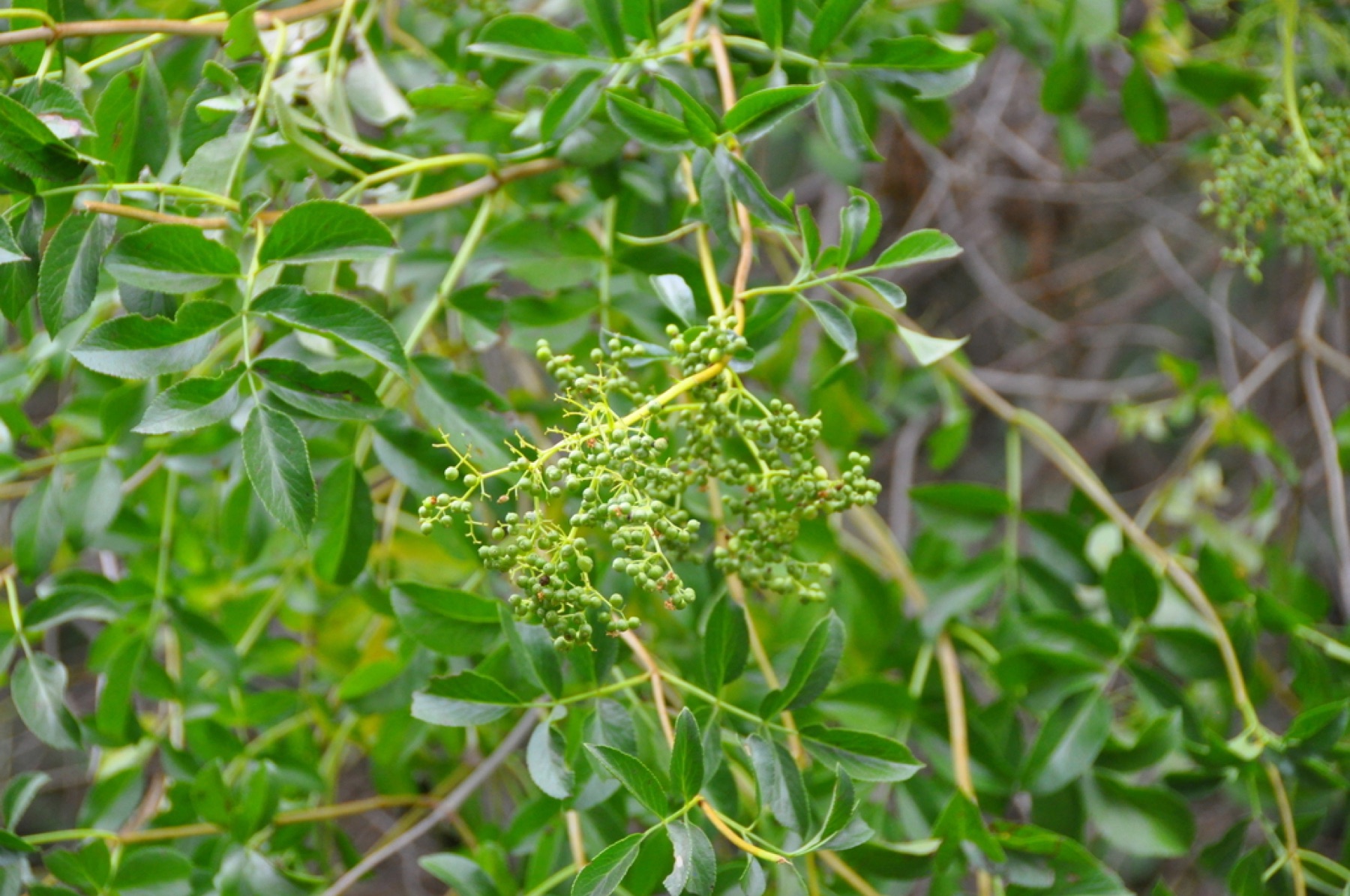 Blue Elderberry — photo 2