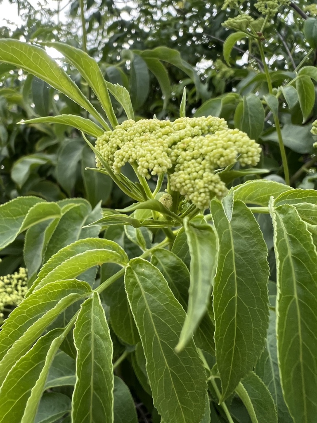 Blue Elderberry — photo 4