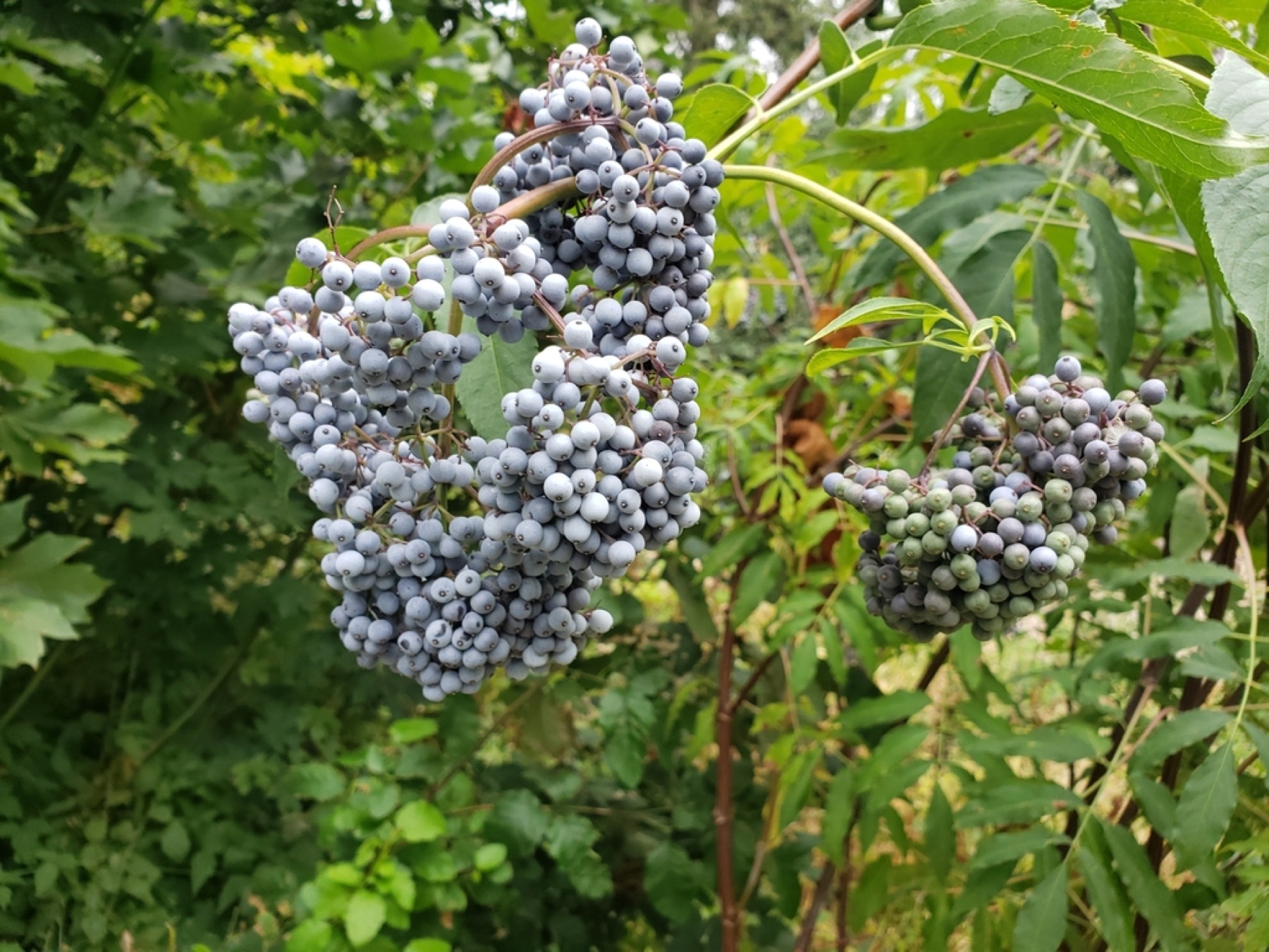 Blue Elderberry — photo 5