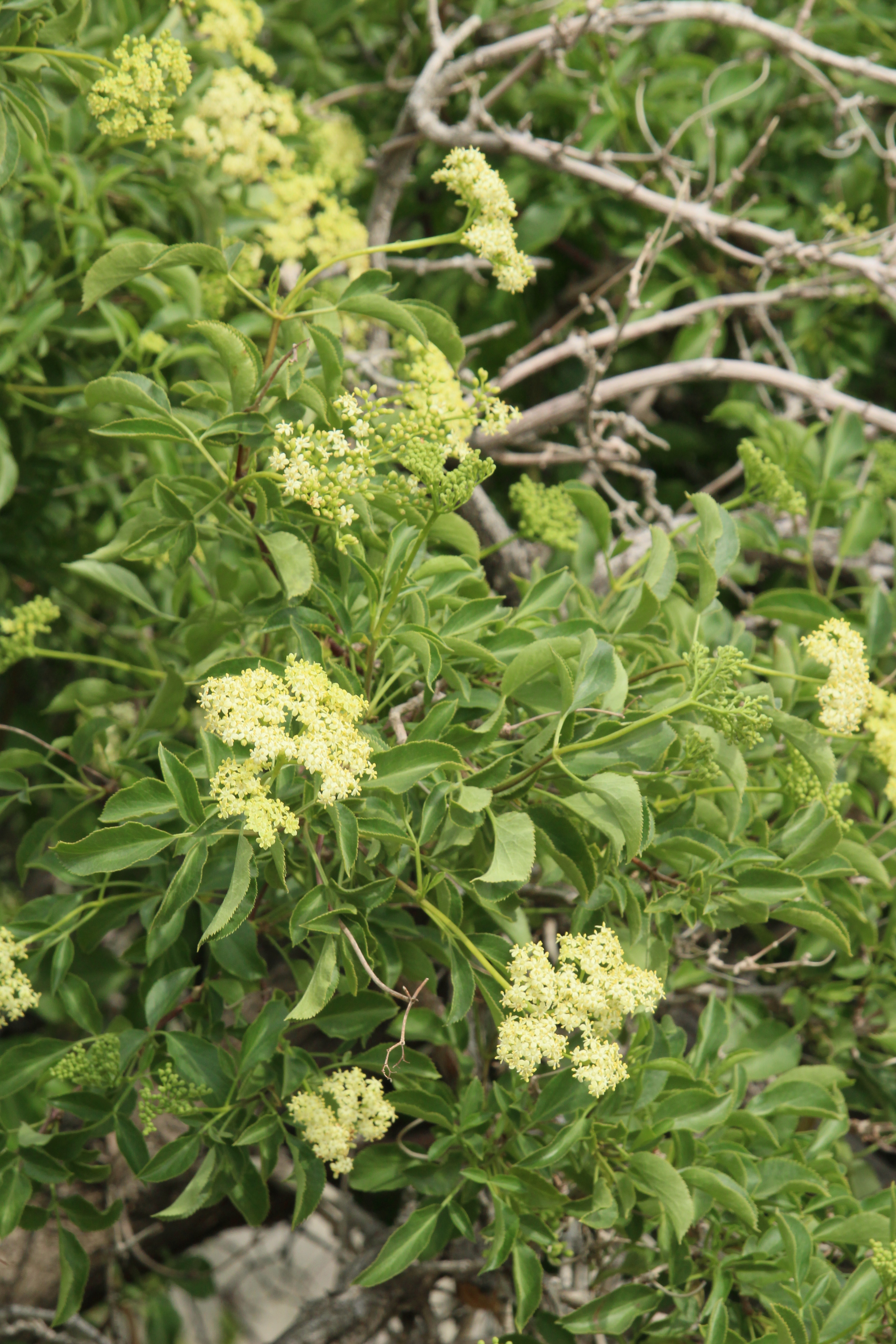 Blue Elderberry — photo 22