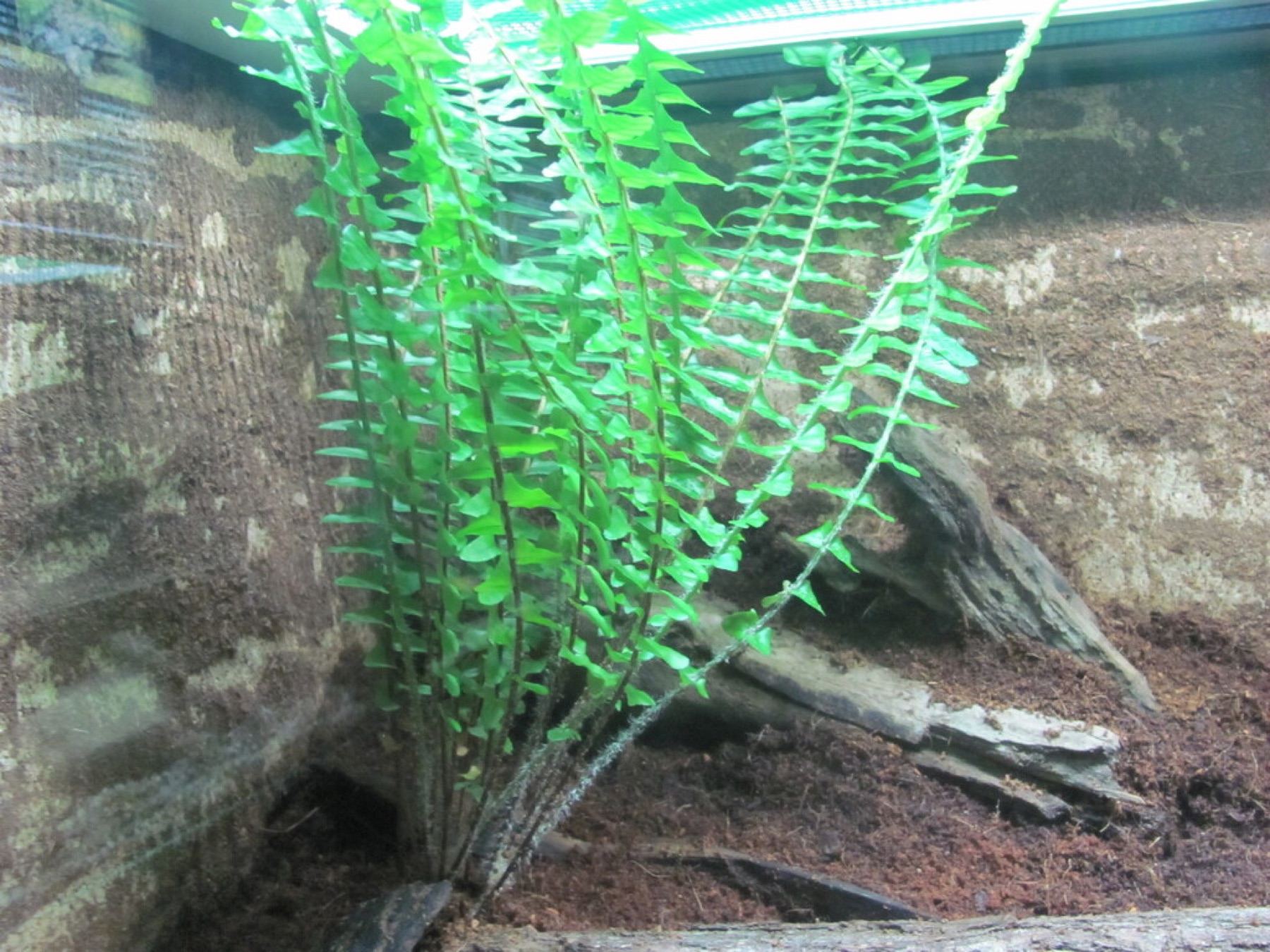 Boston Fern — photo 6