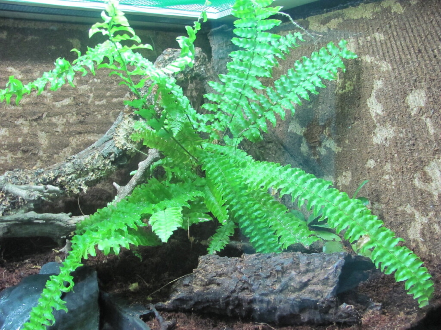 Boston Fern — photo 7