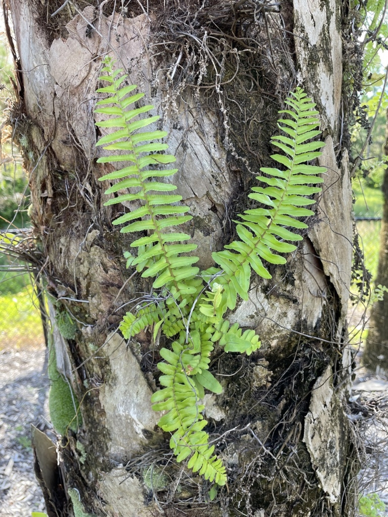 Boston Fern — photo 8