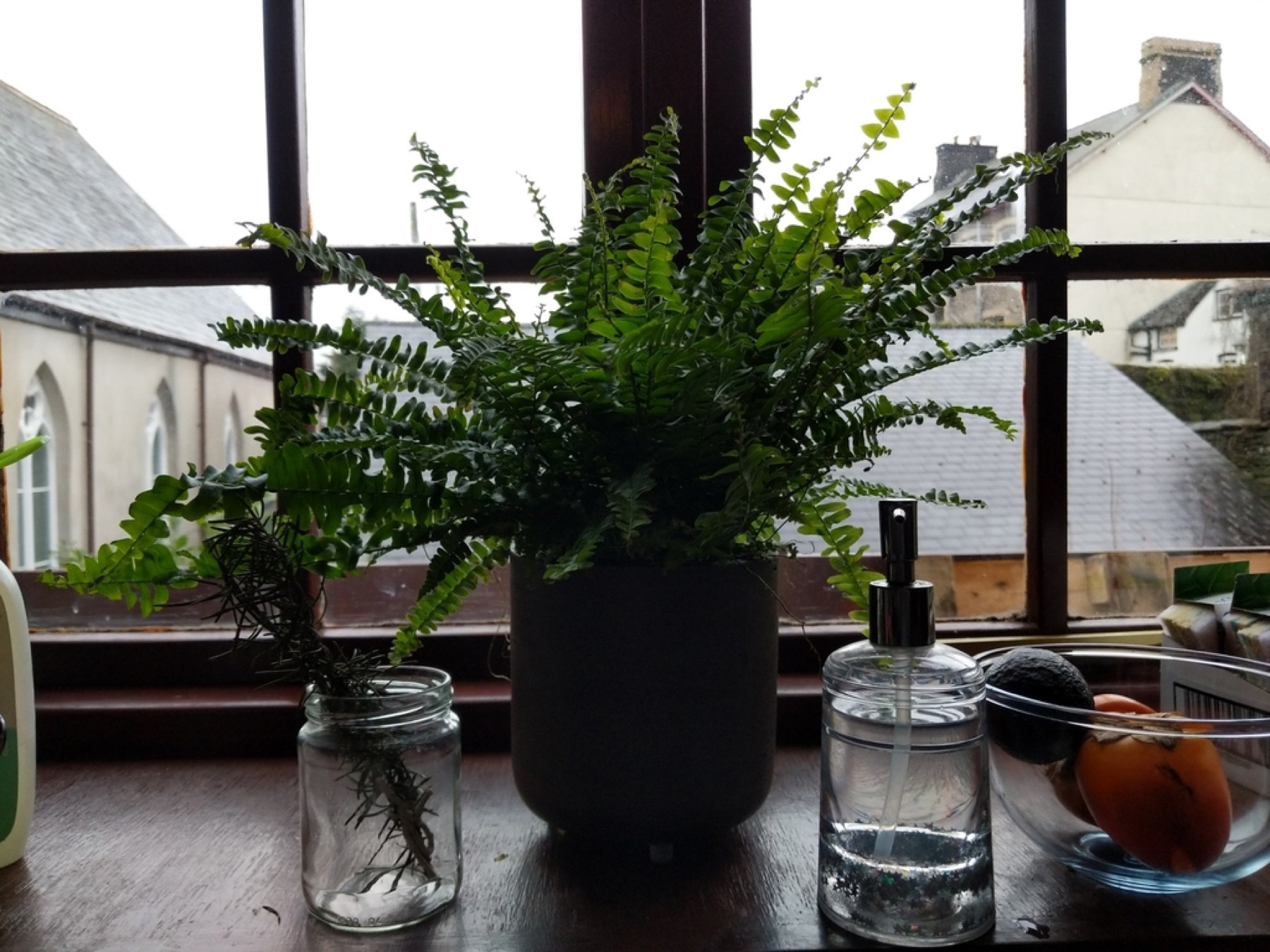 Boston Fern — photo 9
