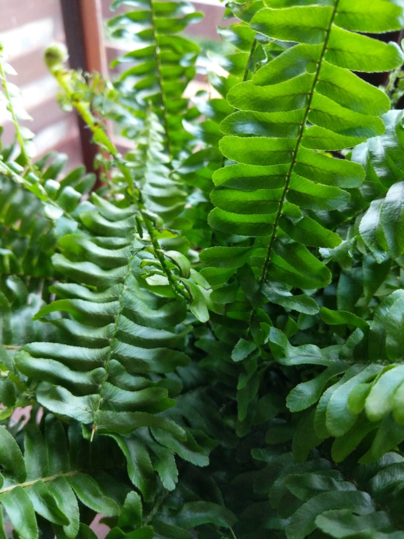 Boston Fern — photo 10