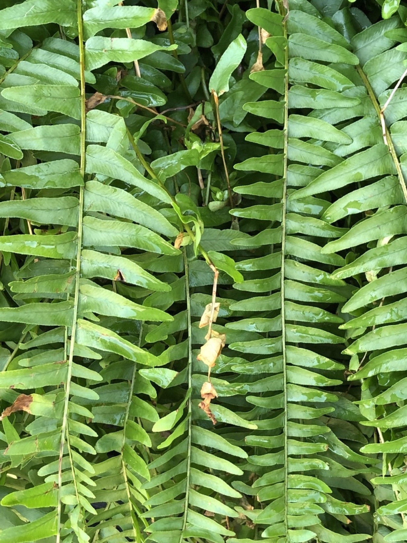 Boston Fern — photo 11