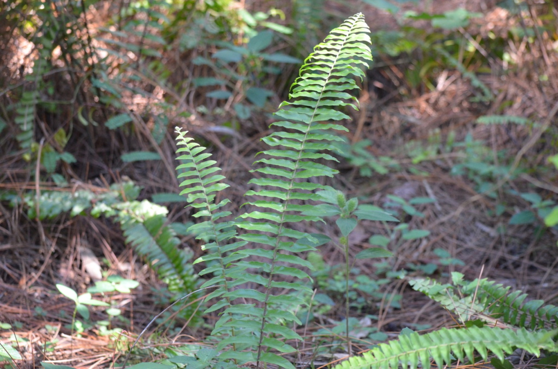 Boston Fern — photo 12