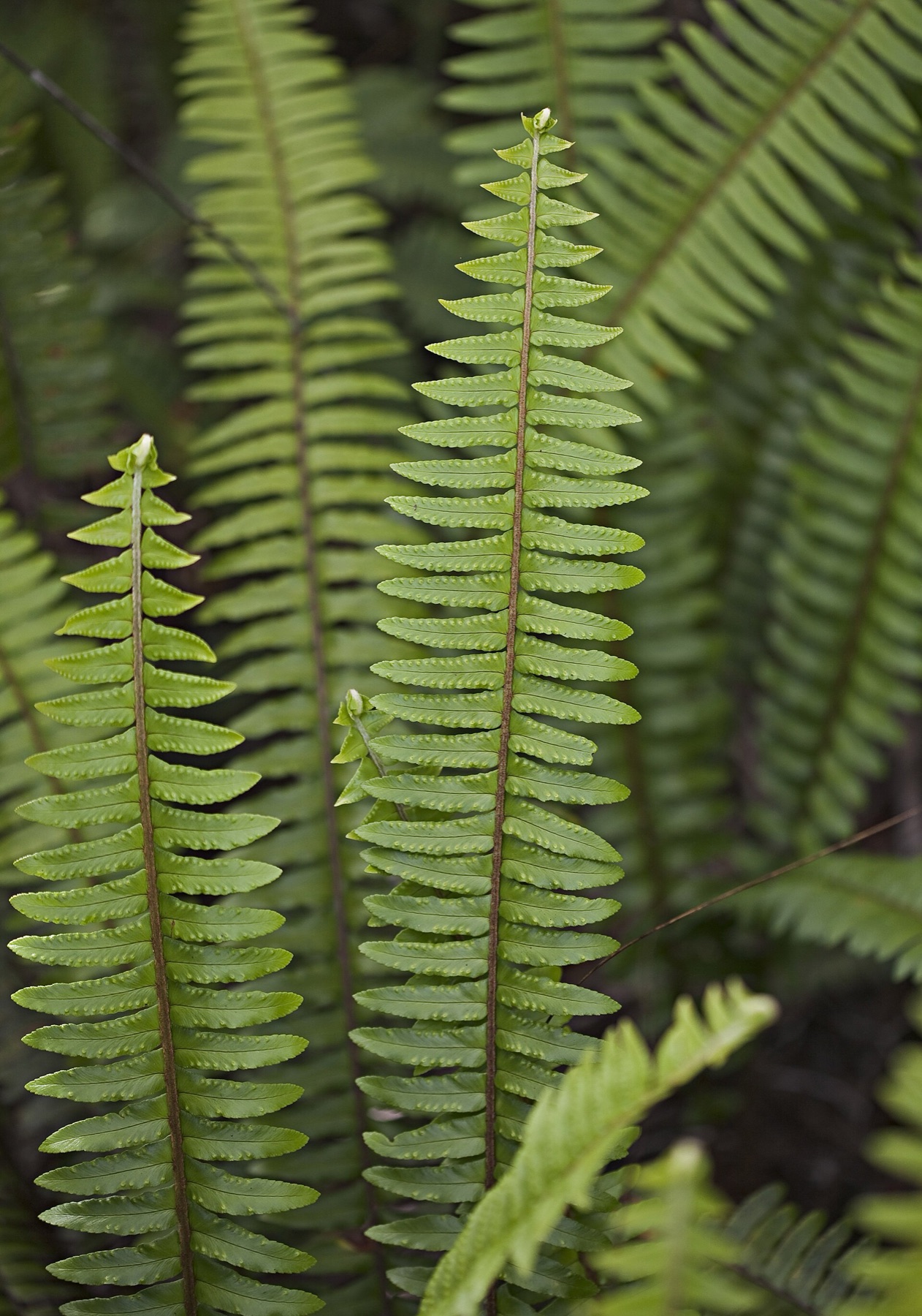 Boston Fern — photo 14