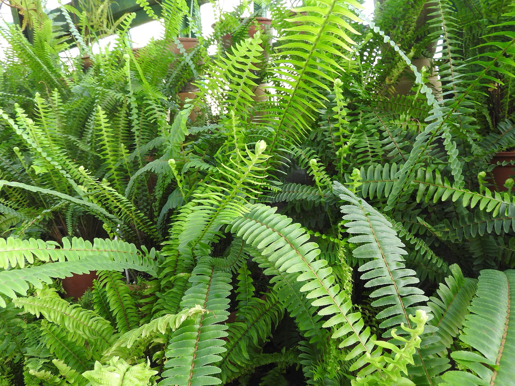 Boston Fern — photo 15