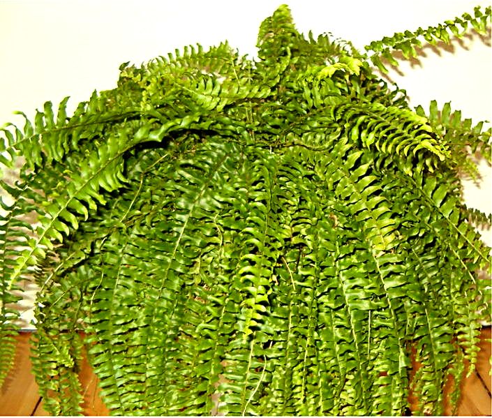 Boston Fern — photo 24