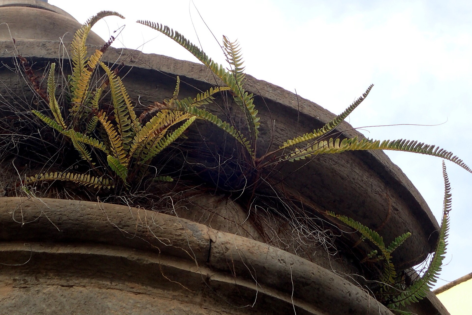 Boston Fern — photo 16