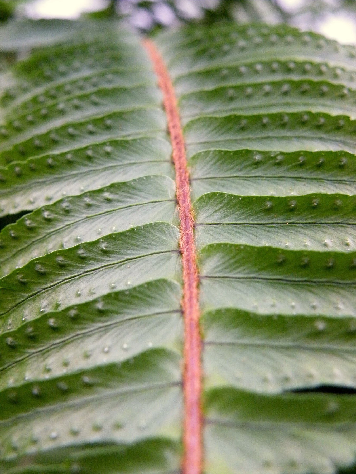 Boston Fern — photo 17