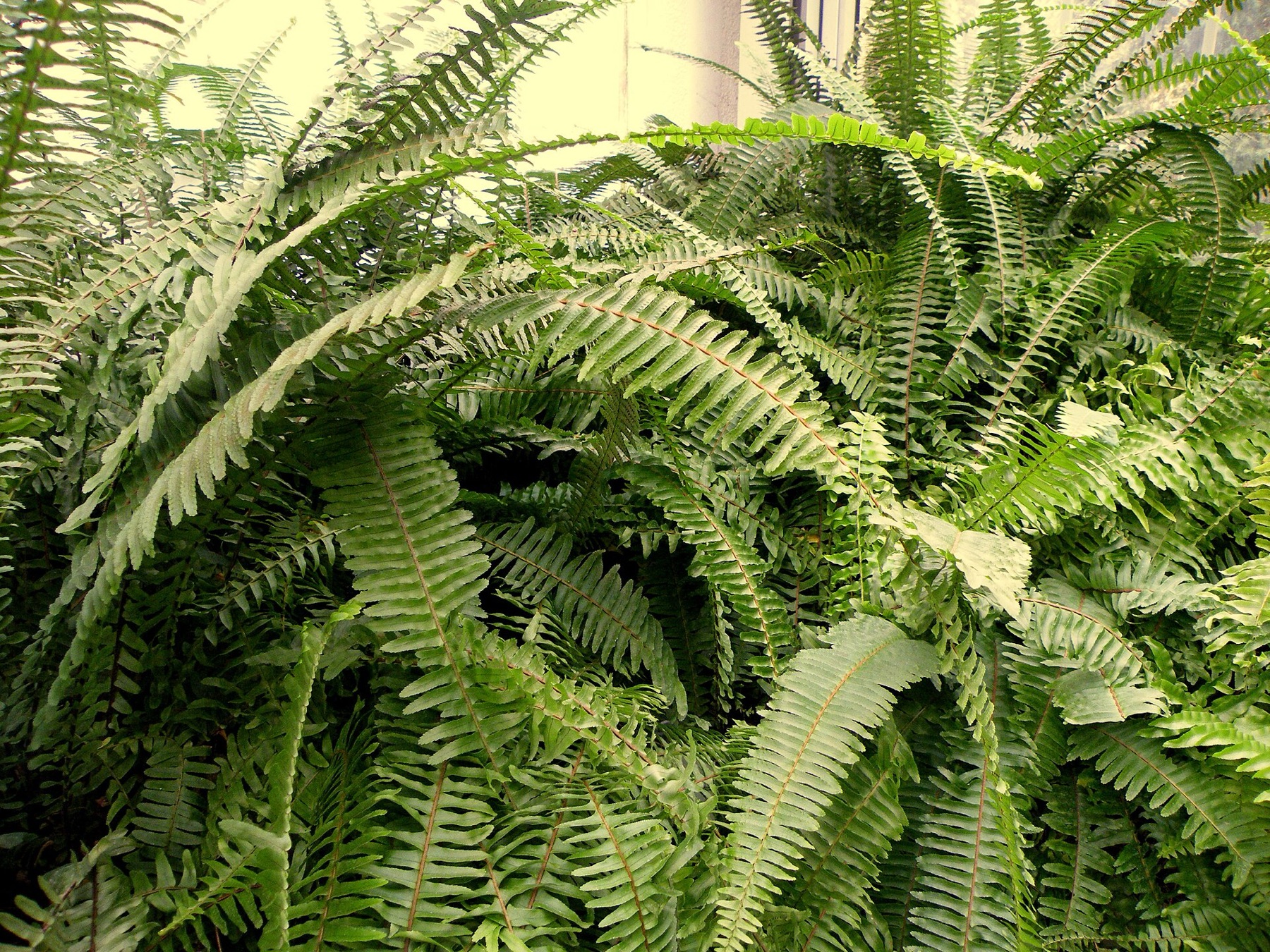 Boston Fern — photo 18