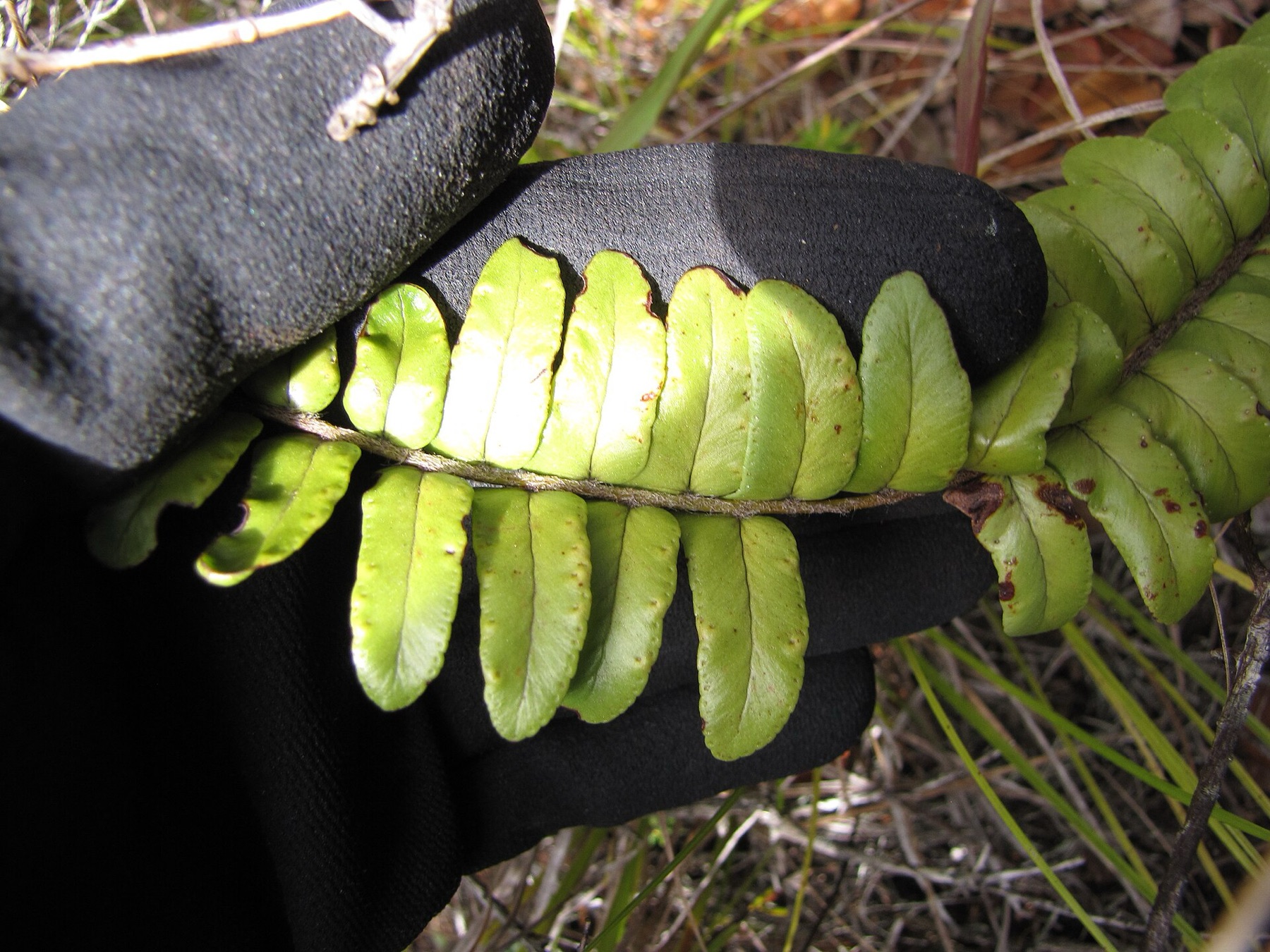 Boston Fern — photo 19