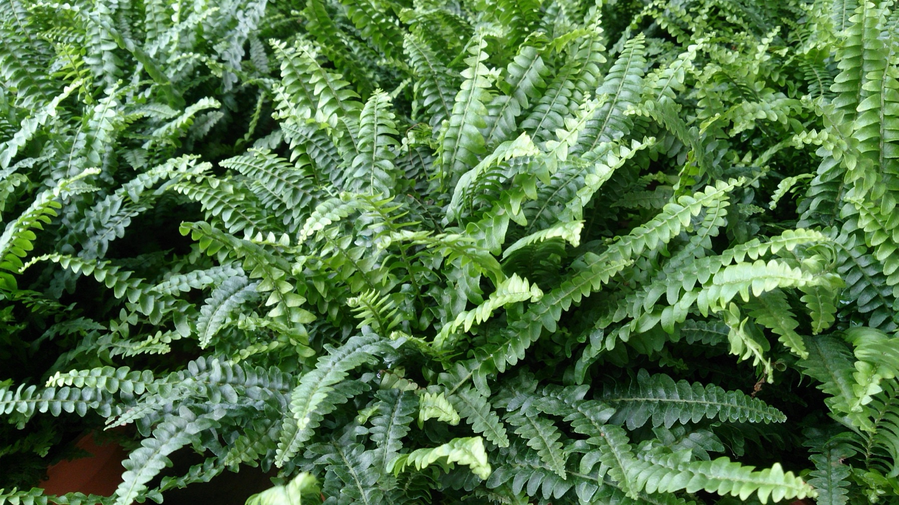 Boston Fern — photo 20