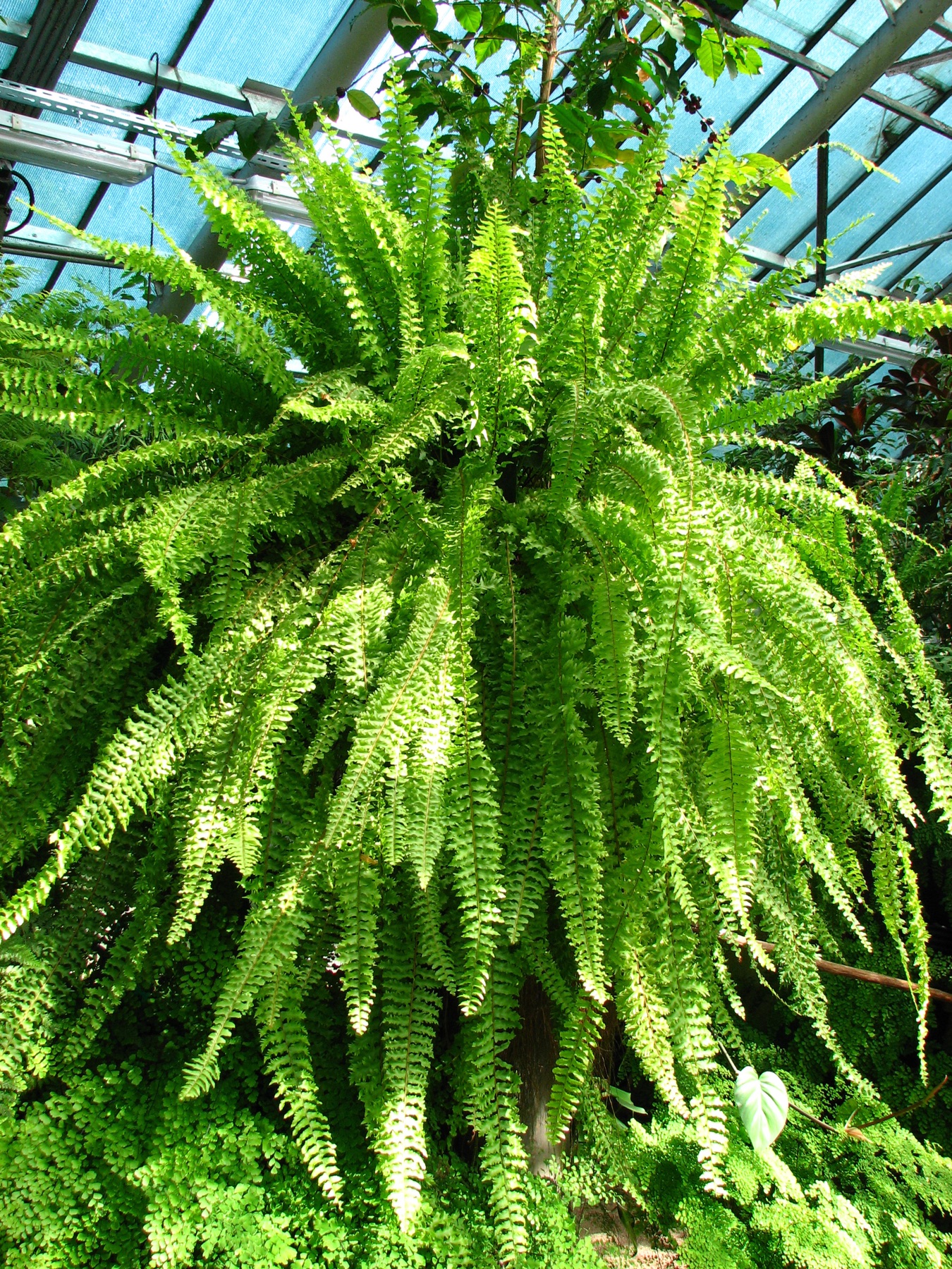 Boston Fern — photo 21