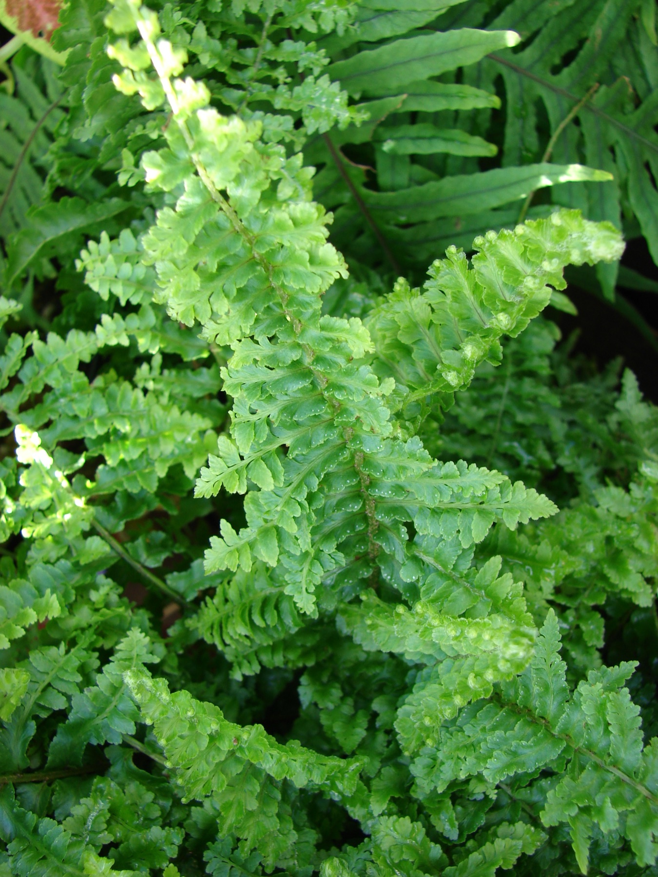 Boston Fern — photo 22