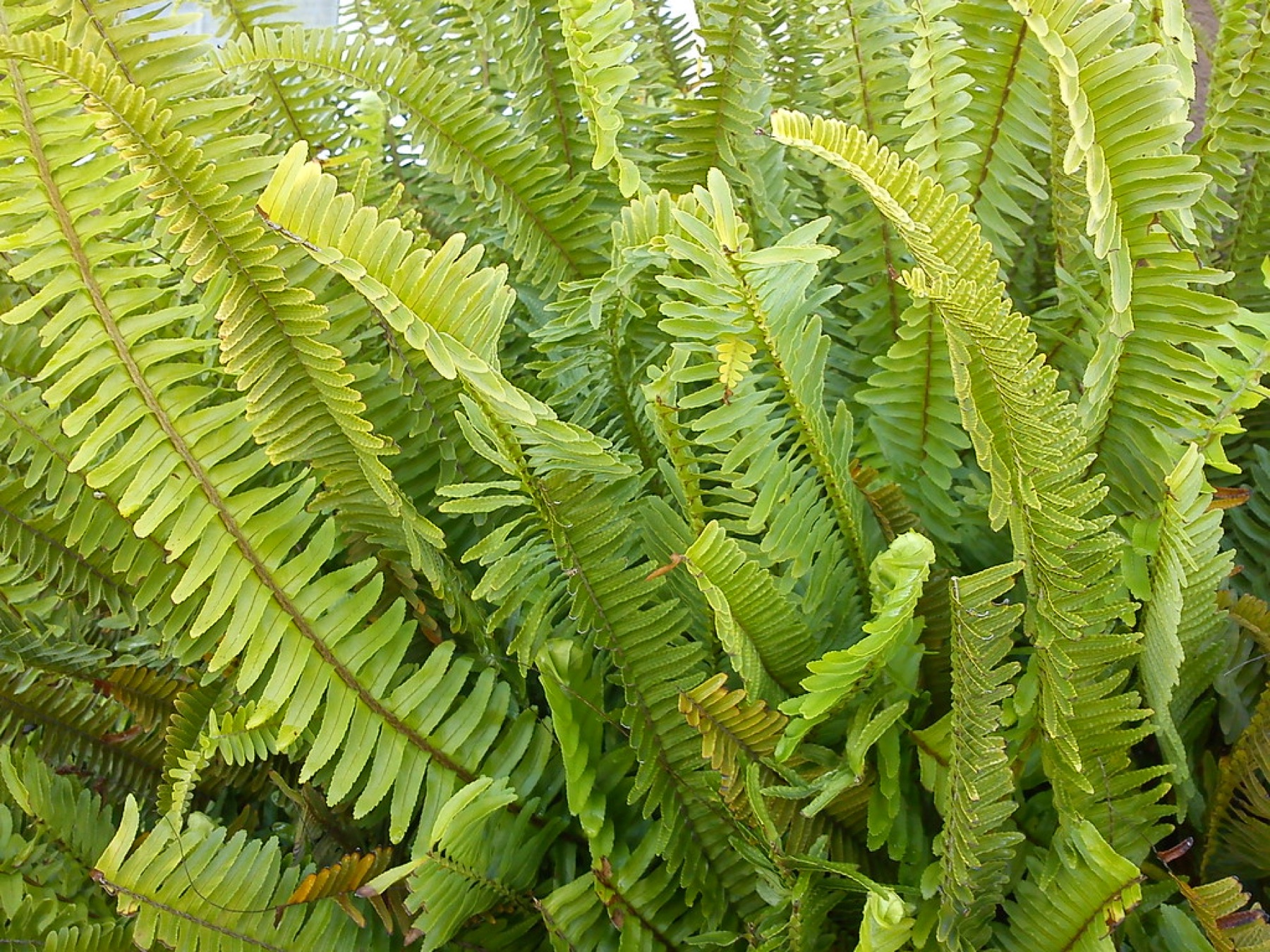 Boston Fern — photo 1