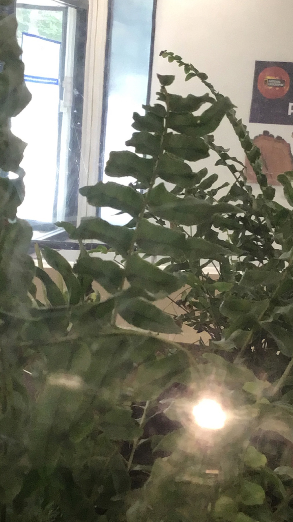 Boston Fern — photo 2