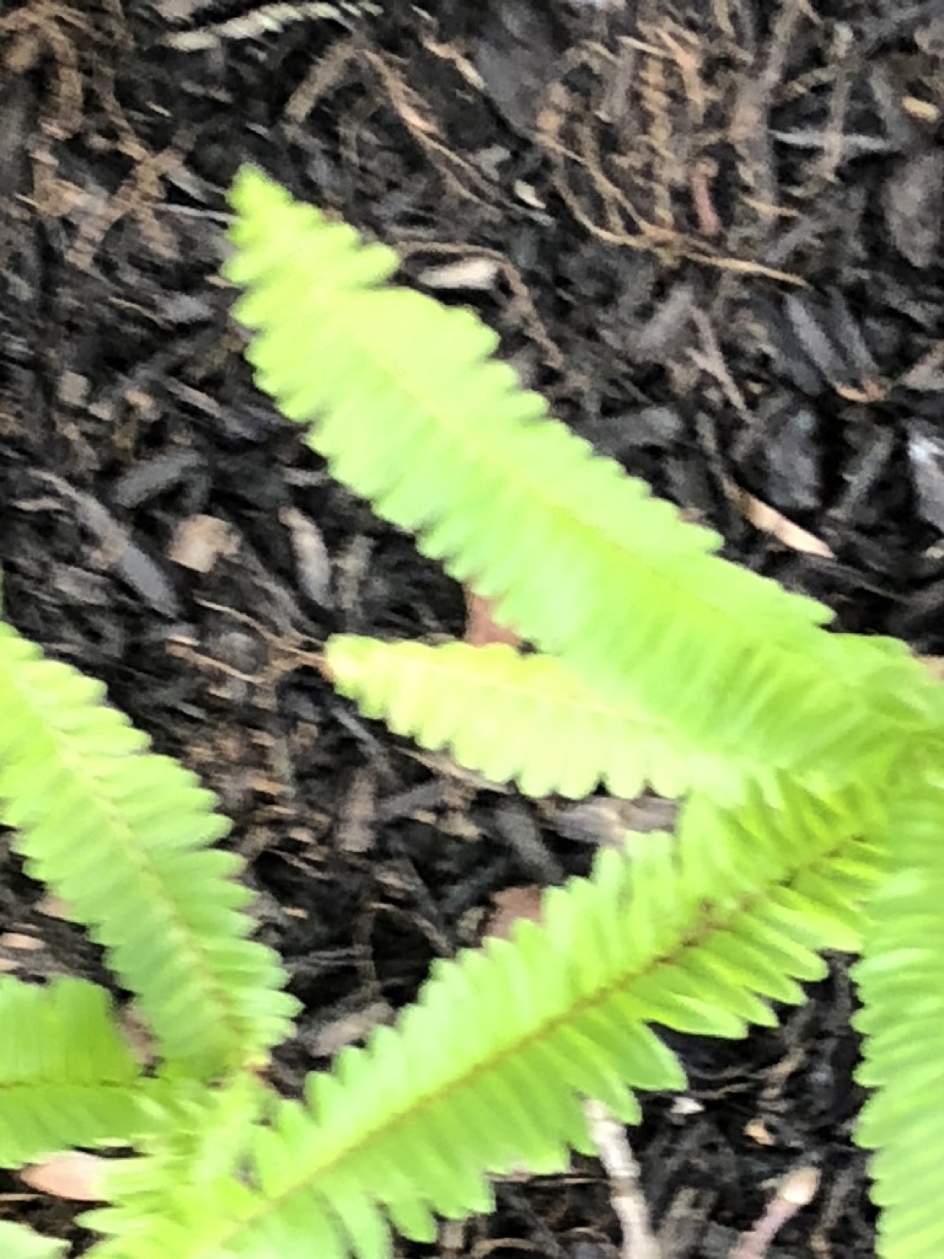 Boston Fern — photo 3