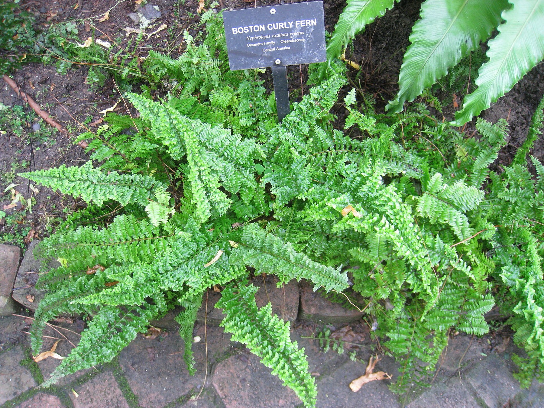 Boston Fern — photo 4
