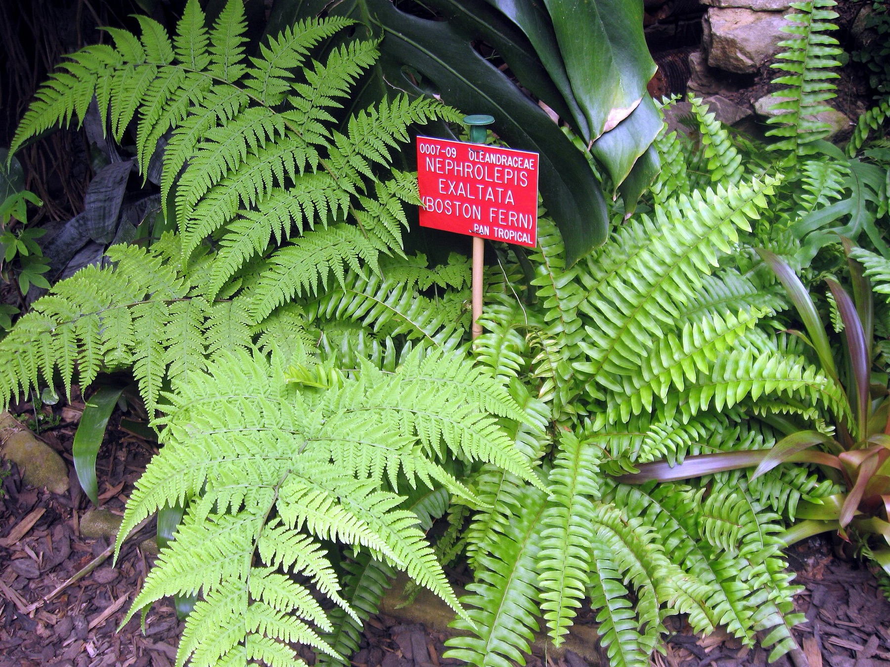 Boston Fern — photo 5
