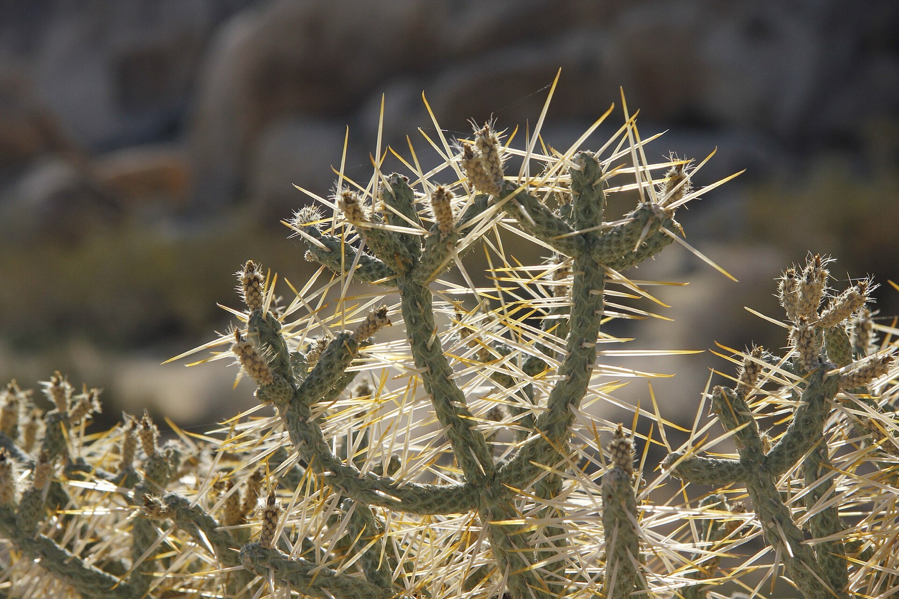 Branched Pencil Cholla — photo 6