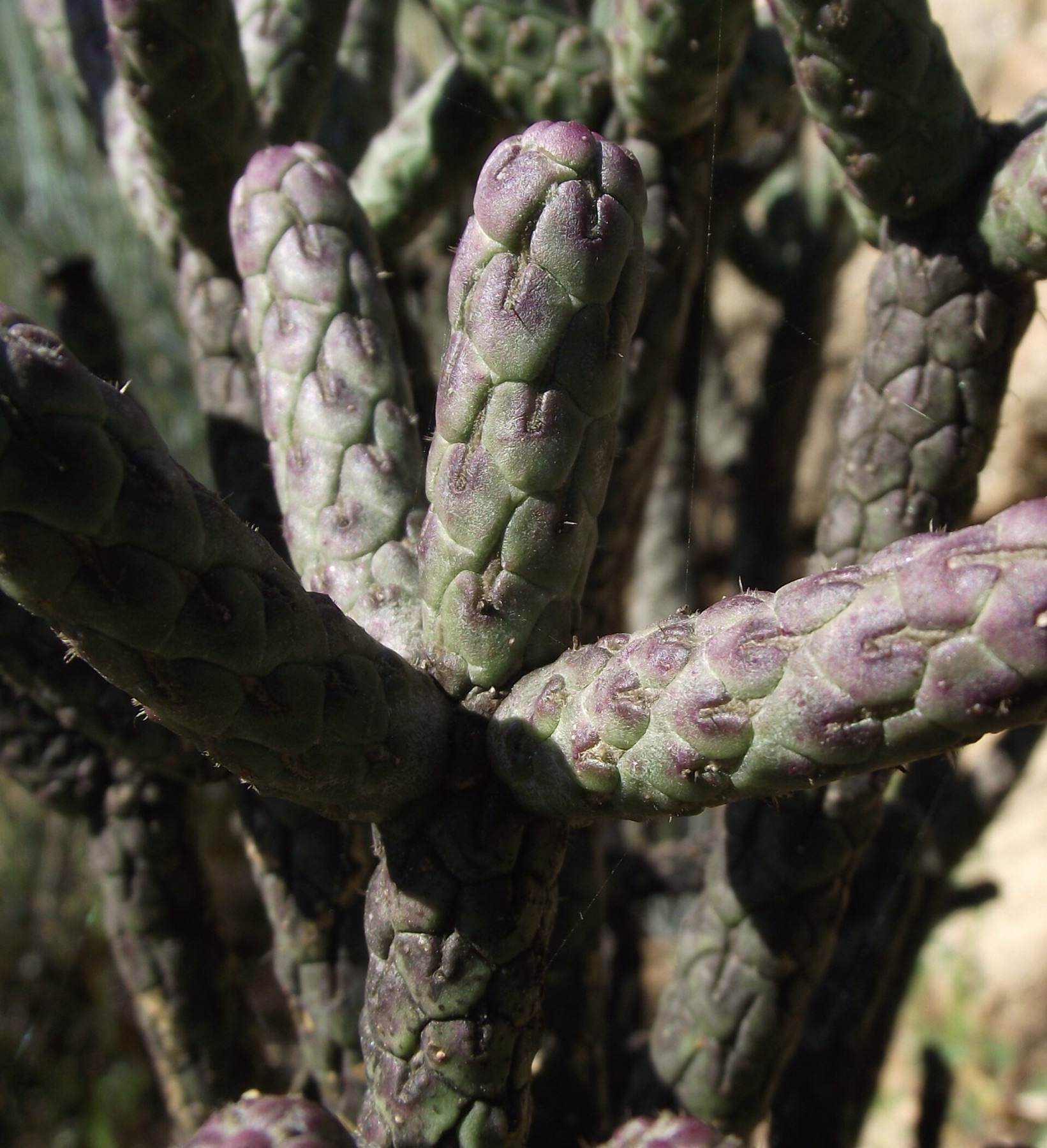 Branched Pencil Cholla — photo 8