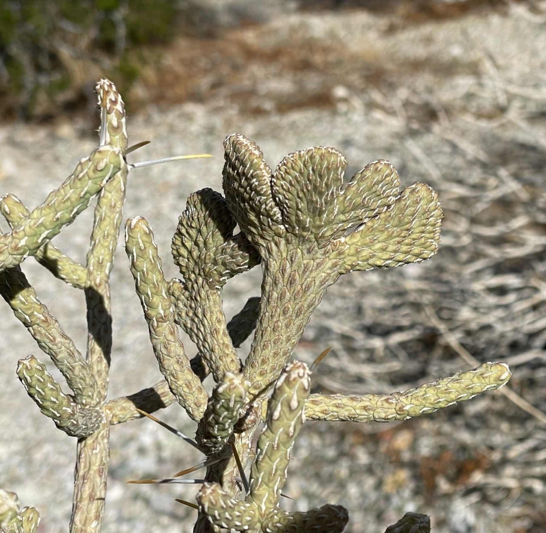 Branched Pencil Cholla — photo 9