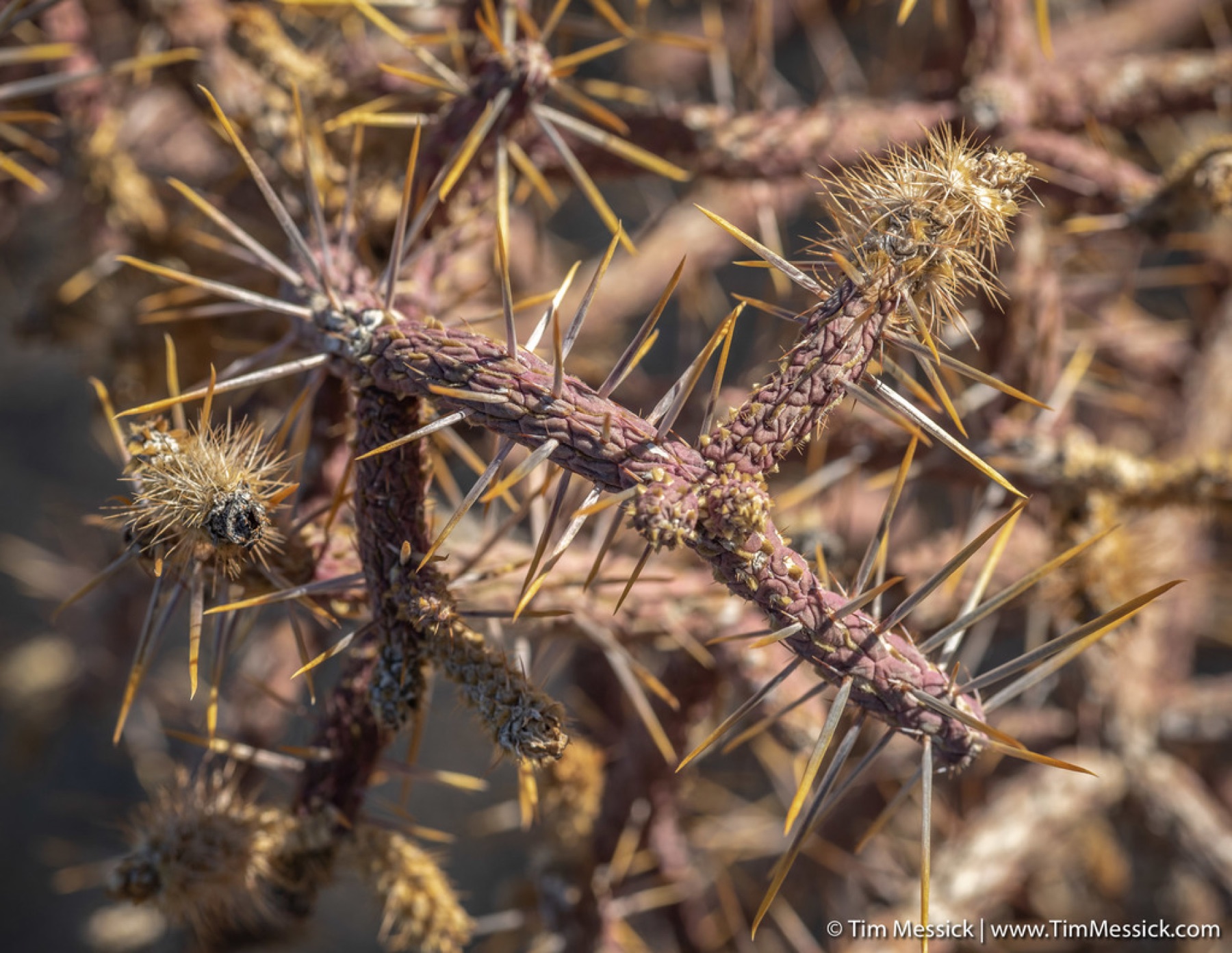 Branched Pencil Cholla — photo 10