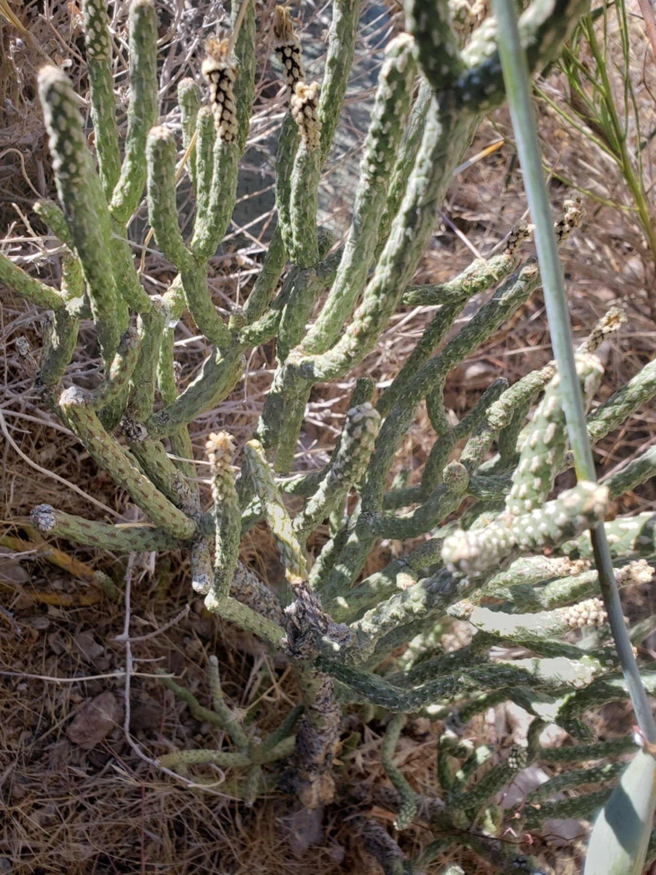 Branched Pencil Cholla — photo 11