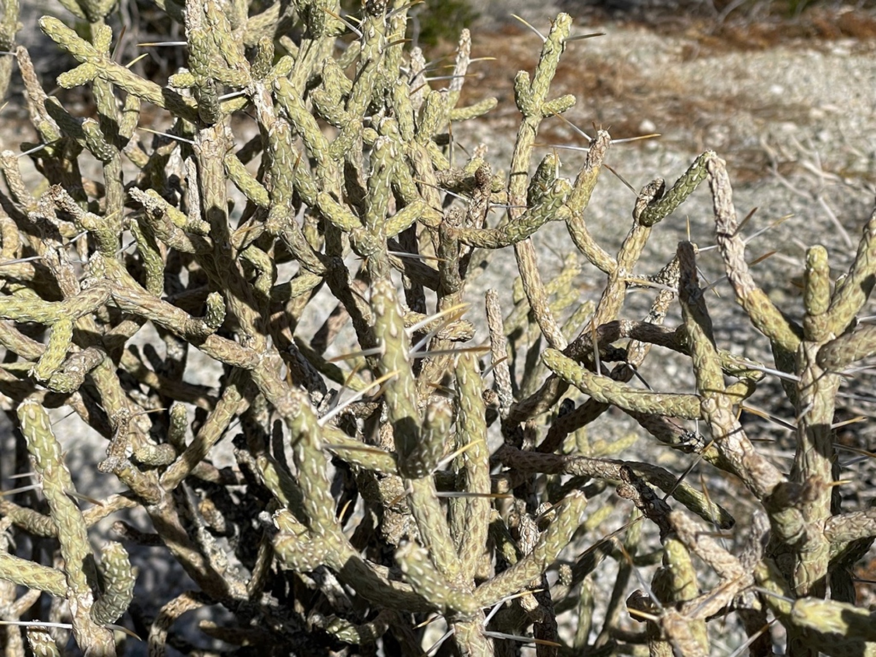 Branched Pencil Cholla — photo 12
