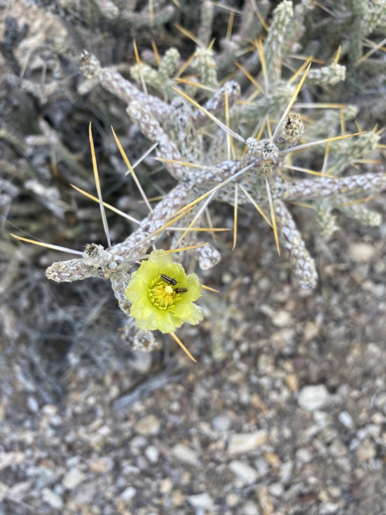 Branched Pencil Cholla — photo 13