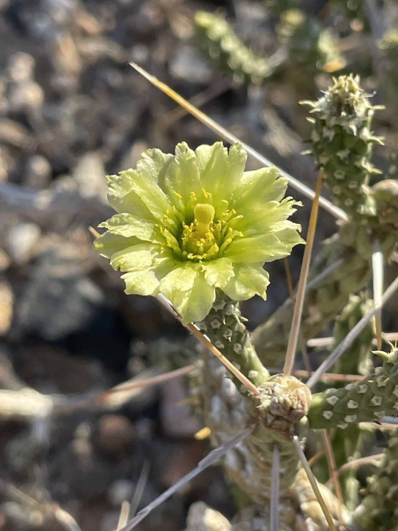 Branched Pencil Cholla — photo 14