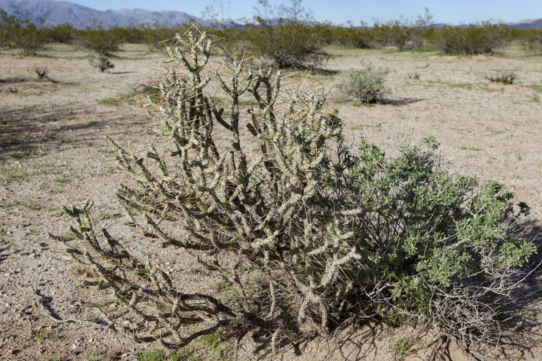 Branched Pencil Cholla — photo 15