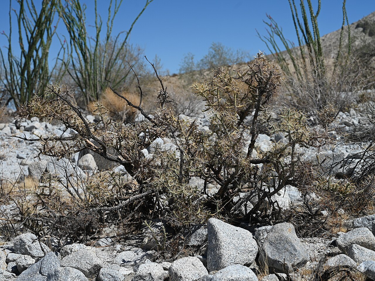 Branched Pencil Cholla — photo 24