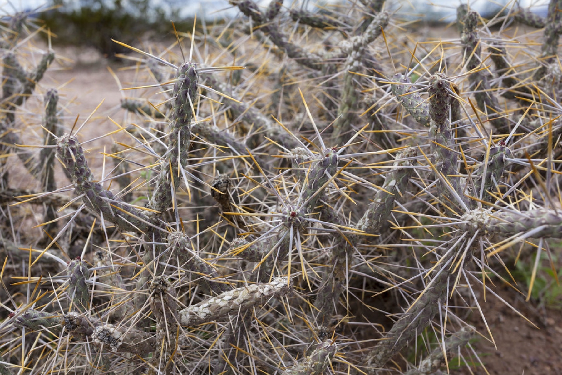 Branched Pencil Cholla — photo 16