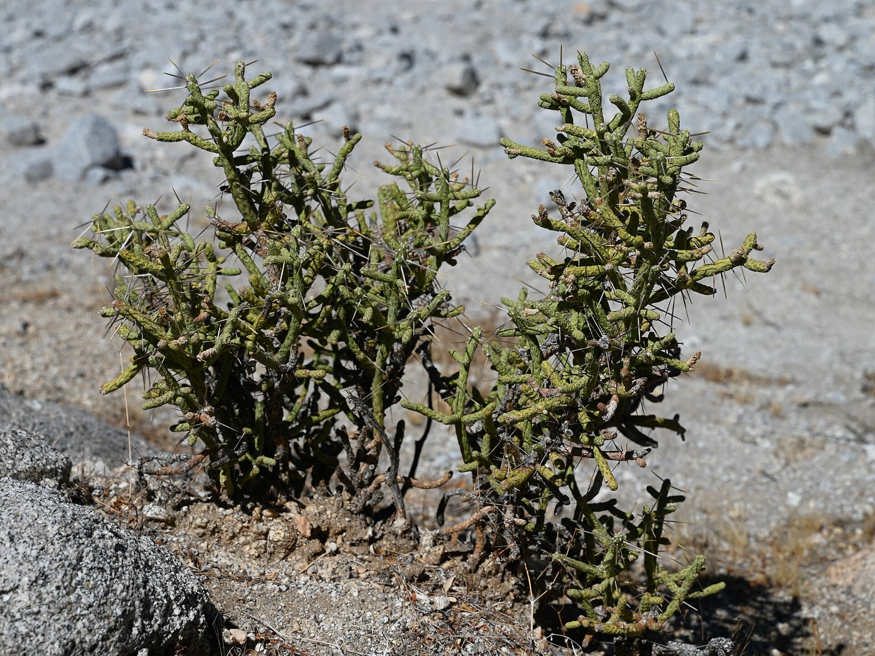 Branched Pencil Cholla — photo 17
