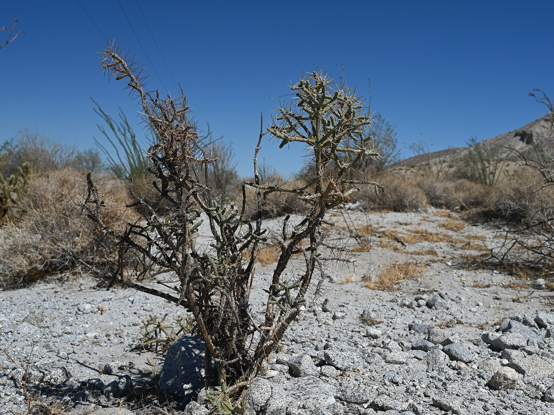 Branched Pencil Cholla — photo 18