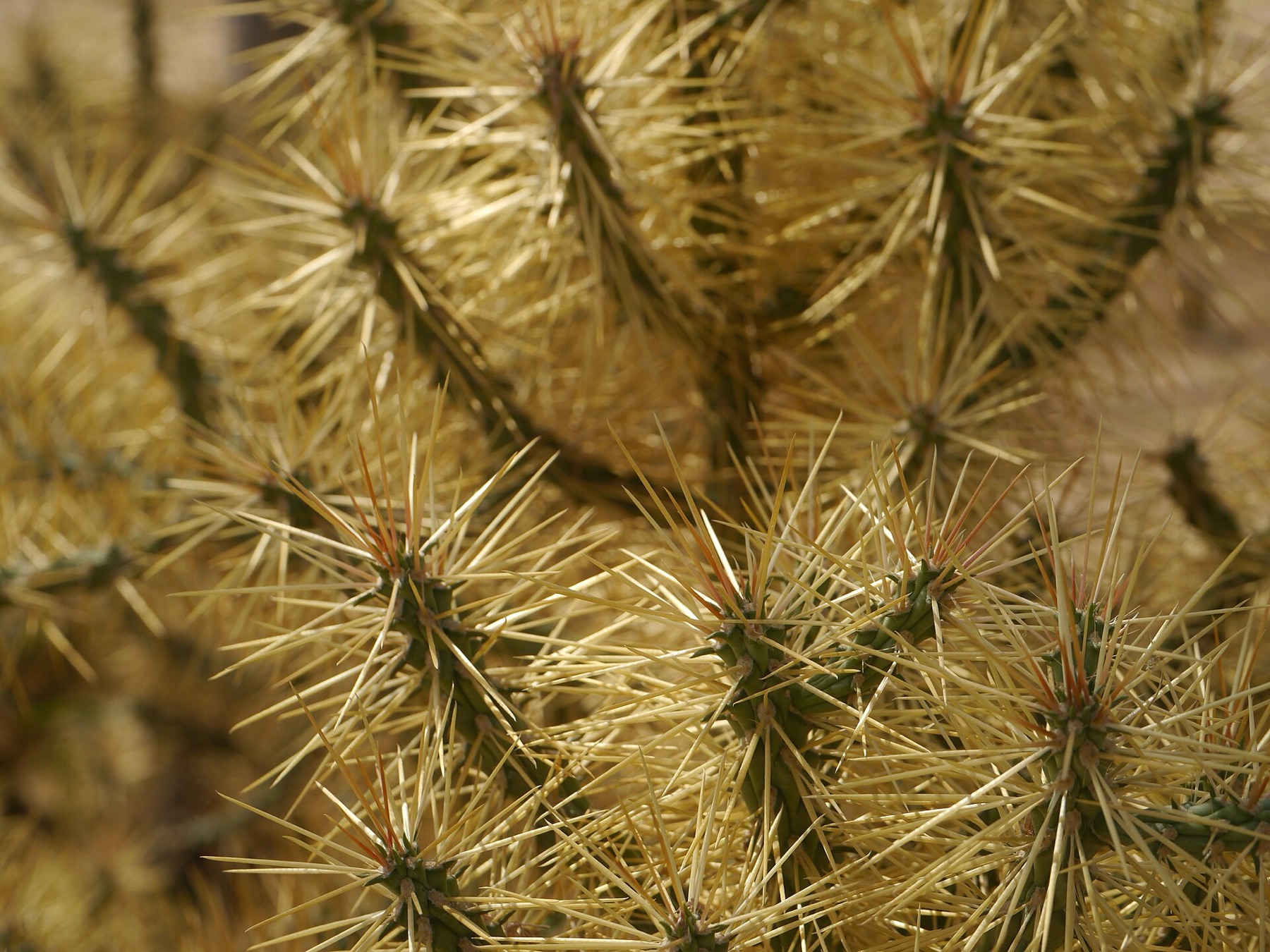 Branched Pencil Cholla — photo 19
