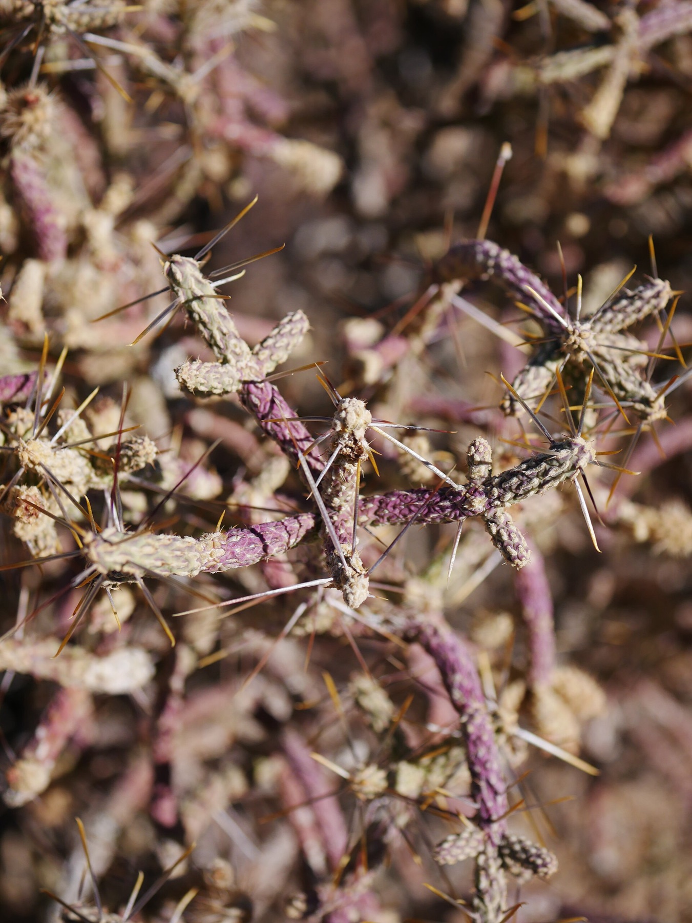Branched Pencil Cholla — photo 20