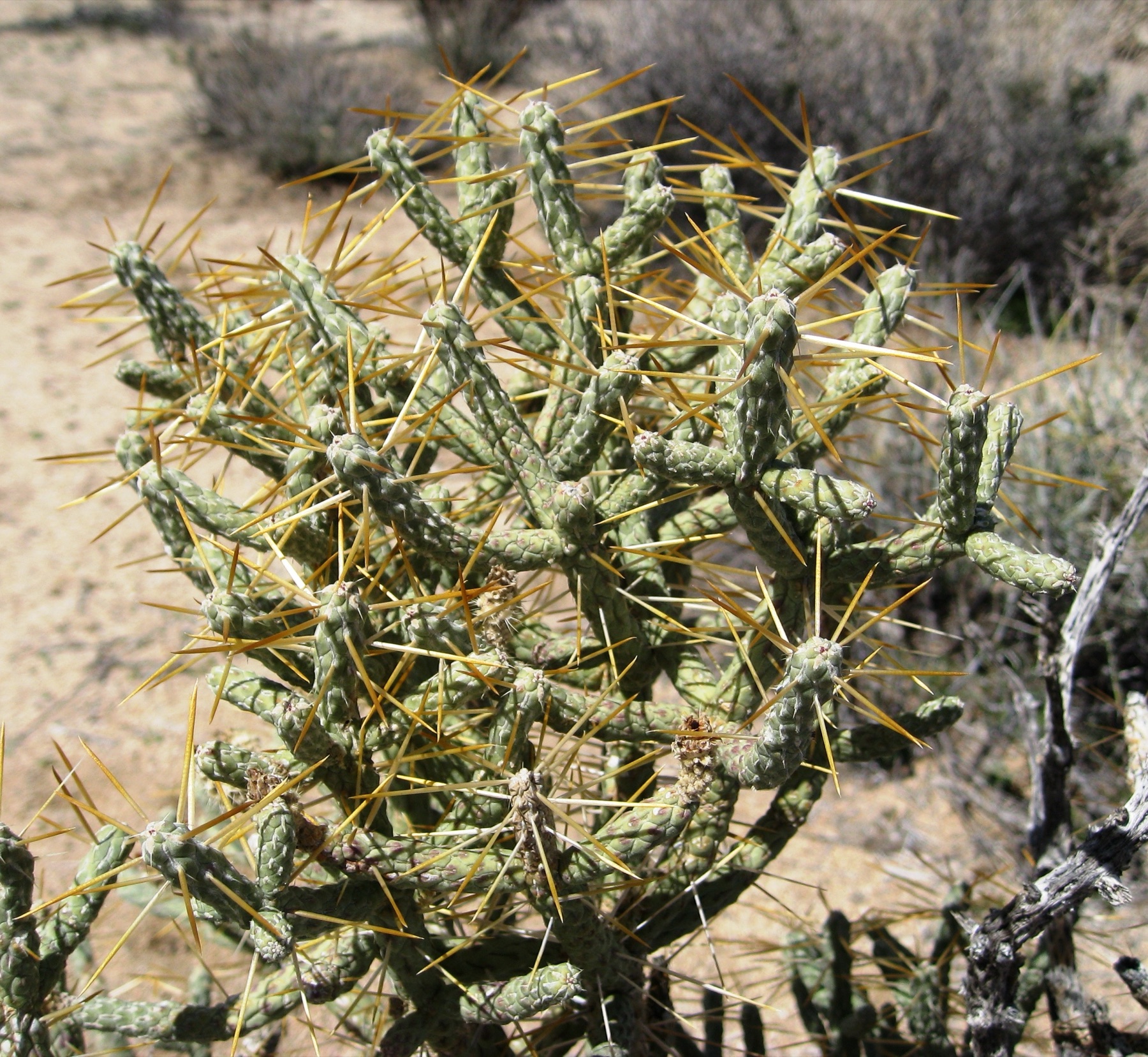 Branched Pencil Cholla — photo 21
