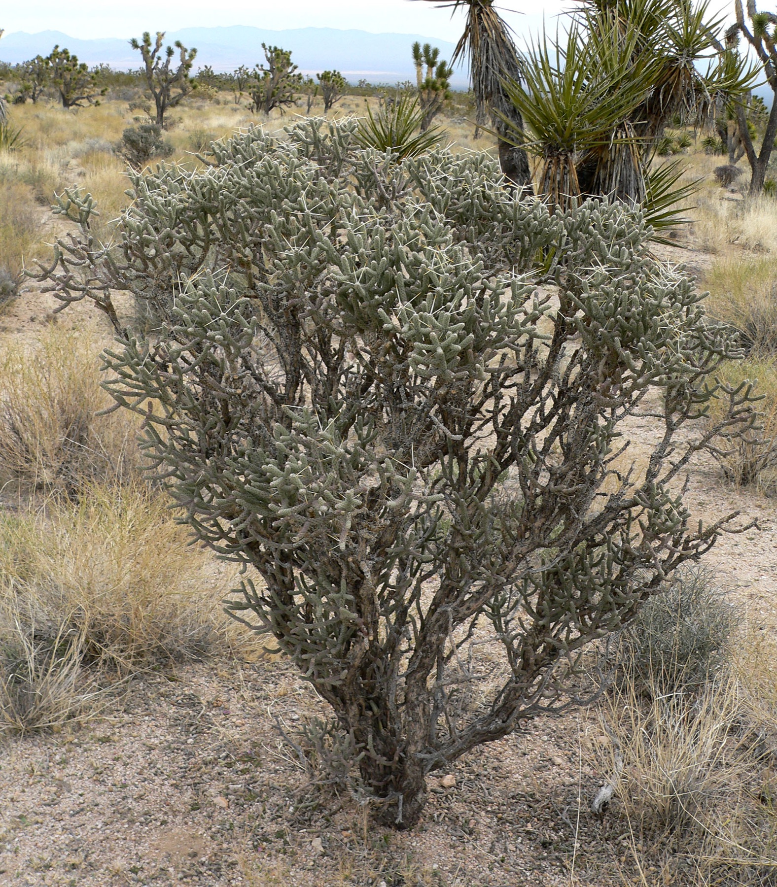 Branched Pencil Cholla — photo 22