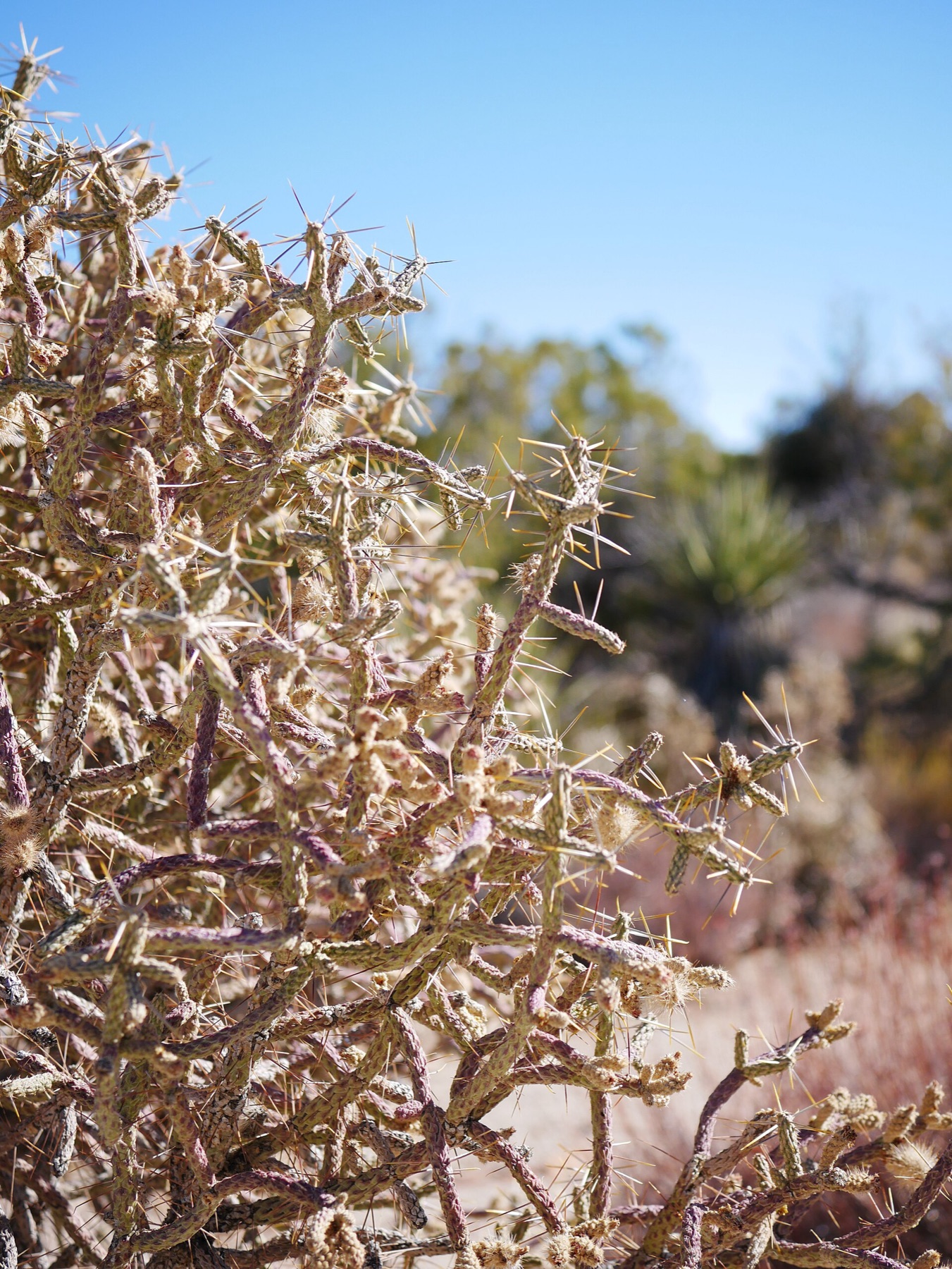Branched Pencil Cholla