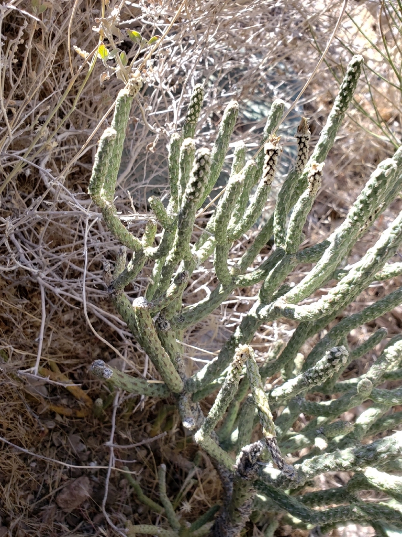 Branched Pencil Cholla — photo 2
